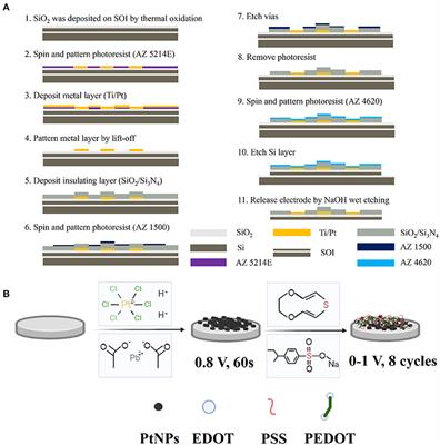 PtNPs/PEDOT:PSS-Modified Microelectrode Arrays Reveal Electrophysiological Activities of Different Neurons in Medial Amygdala of Mice Under Innate Fear